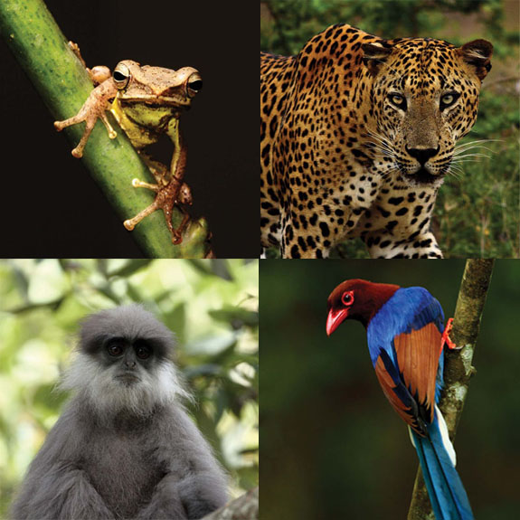 Images of: the endemic frog Taruga Eques, Purple-faced Leaf Monkey, a colourful bird and a leopard on Horton Plains