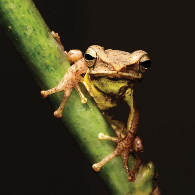 The endemic frog, Taruga Eques